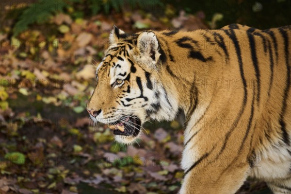 Siberian tiger (Panthera tigris altaica), portrait, walking, Germany, Europe