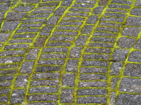 Moss growing between the symmetrical joints of a garden path, island of Texel, Holland