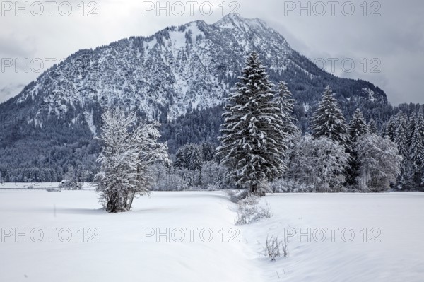 Winter, snowy landscape, behind Himmelschrofen, Oberstdorf, Oberallgäu, Allgäu Alps, Allgäu, Bavaria, Germany, Europe