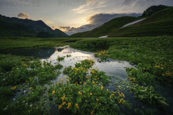Summit in the morning light with dramatic clouds and marsh marigolds (Caltha) with stream in the foreground, Lech, Lechquellengebirge, Vorarlberg, Austria, Europe