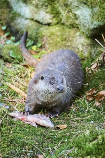 Eurasian otter (Lutra lutra) eating a fish in the bavarian forest, Bavaria, Germany, Europe