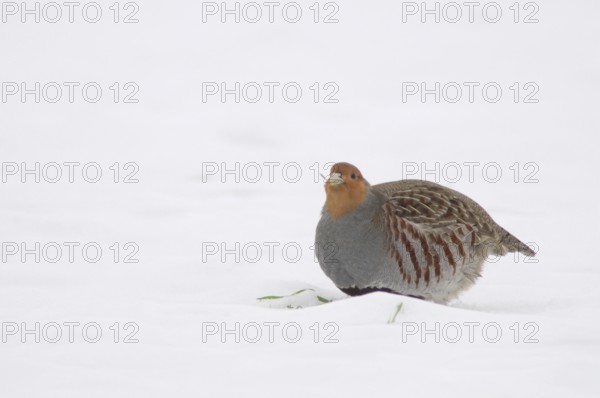 Grey partridge (Perdix perdix), Emsland, Lower Saxony, Germany, Europe