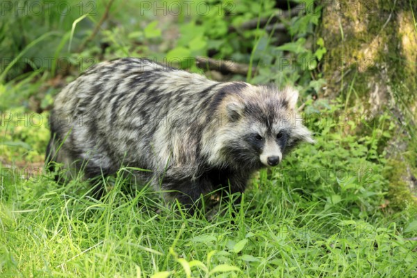 Raccoon dog (Nyctereutes procyonoides), adult, vigilant, foraging, captive