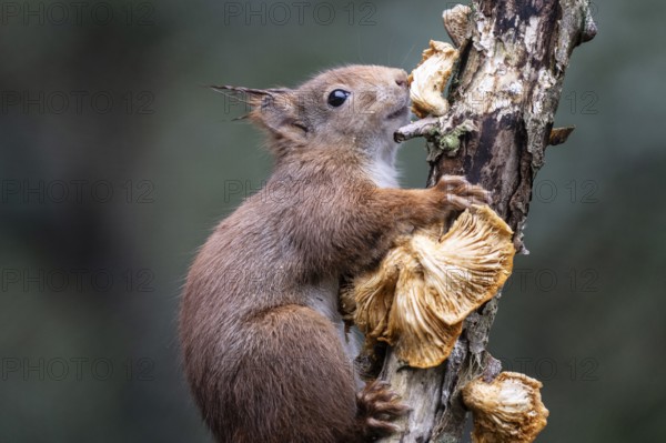 Squirrel (Sciurus vulgaris) eating mushrooms, Emsland, Lower Saxony, Germany, Europe