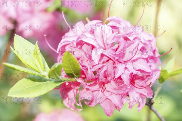 Rhododendron (azalea) flowers of various colors in the spring garden. Closeup. Blurred background