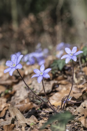 Liverwort (Hepatica nobilis), North Rhine-Westphalia, Germany, Europe