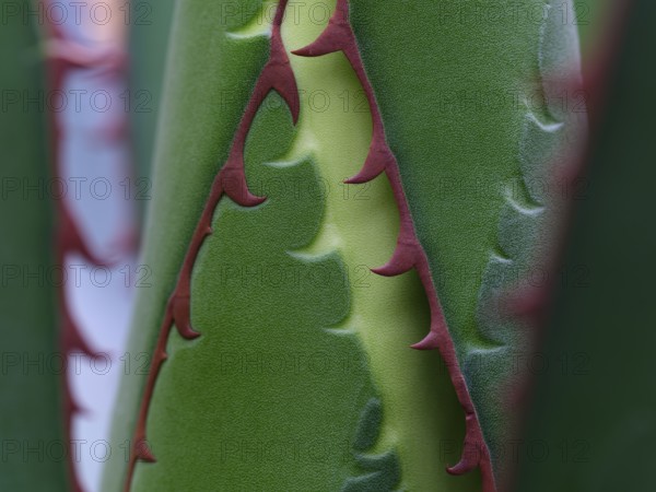 Macro photograph of a Ghiesbreght's Agave (Agave ghiesbreghtii)