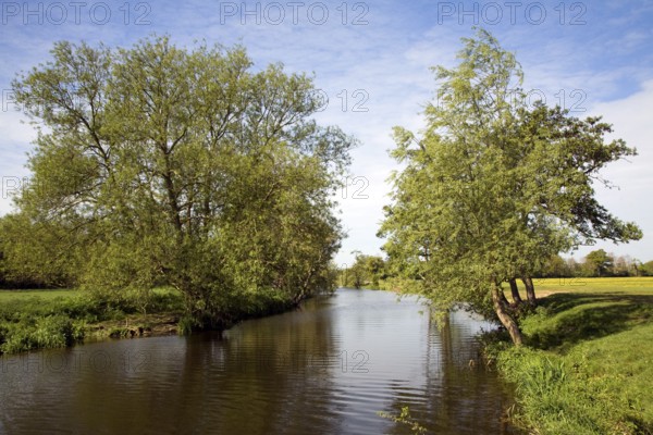 Willow trees line meandering River Stour, Dedham Vale, Essex Suffolk border, England, United Kingdom, Europe