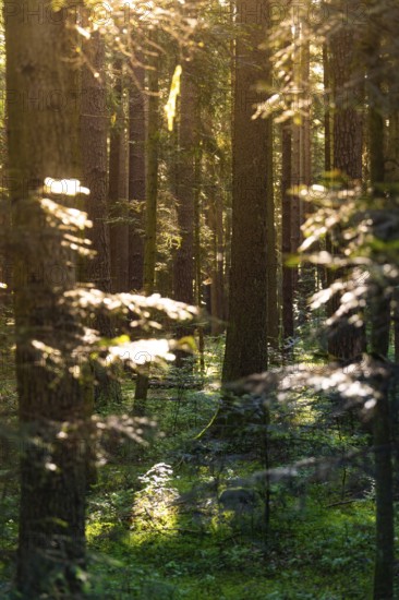 Sunbeams through a dense forest with a small path, Black Forest, Gechingen, Germany, Europe