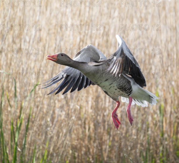 Greylag goose (Anser anser) in flight, blurred behind reeds, Thuringia, Germany, Europe