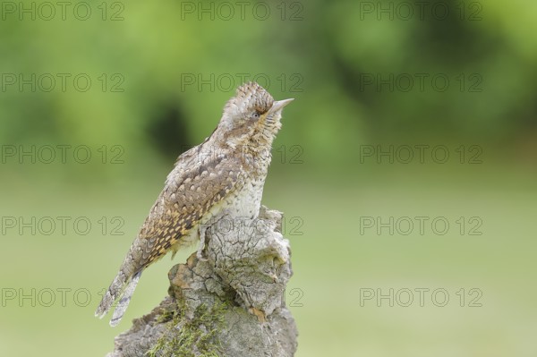 Eurasian wryneck (Jynx torquilla) family of woodpeckers, camouflage-coloured plumage, sits on an old tree root to forage, Wilnsdorf, North Rhine-Westphalia, Germany, Europe