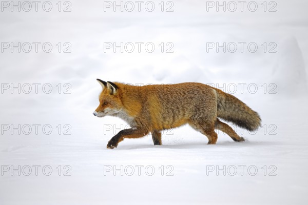 Red fox (Vulpes vulpes) hunting in the snow in winter