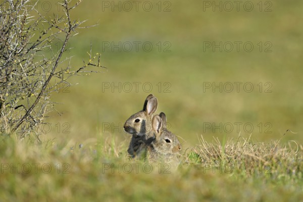 Two wild rabbits (Oryctolagus cuniculus), sitting on a meadow, Texel, West Frisian Islands, province of North Holland, Netherlands