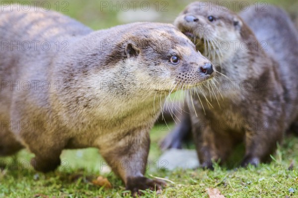 Eurasian otters (Lutra lutra) playing on a meadow in the bavarian forest, Bavaria, Germany, Europe
