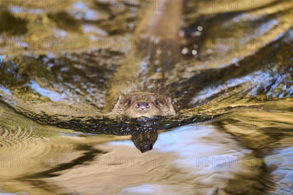 Eurasian otter (Lutra lutra) swimming in a lake in the bavarian forest, Bavaria, Germany, Europe