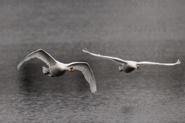 Two swans flying synchronised over calm water, Mute Swan, (cygnus olor), wildlife, Germany, Europe