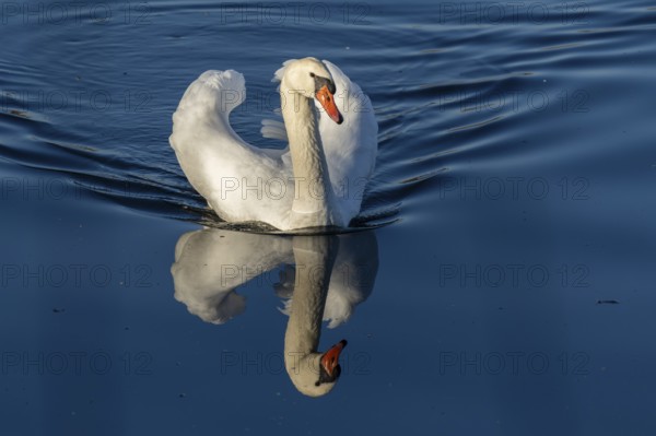 An elegant swan is reflected in the calm blue water, Mute Swan, (cygnus olor), wildlife, Germany, Europe
