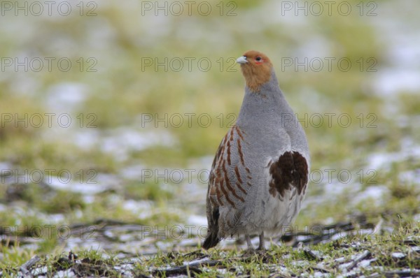 Grey partridge (Perdix perdix), Emsland, Lower Saxony, Germany, Europe