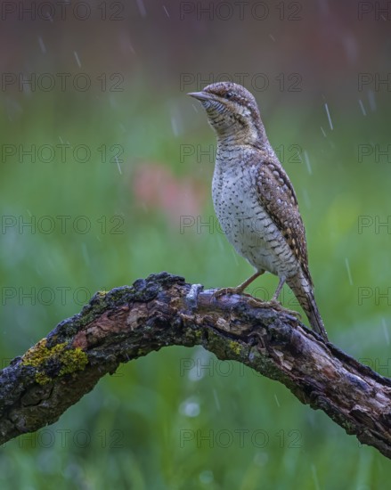 Eurasian wryneck (Jynx torquilla) in the rain, woodpecker, biosphere reserve flowering spring meadow, Middle Elbe, Saxony-Anhalt, Germany, Europe