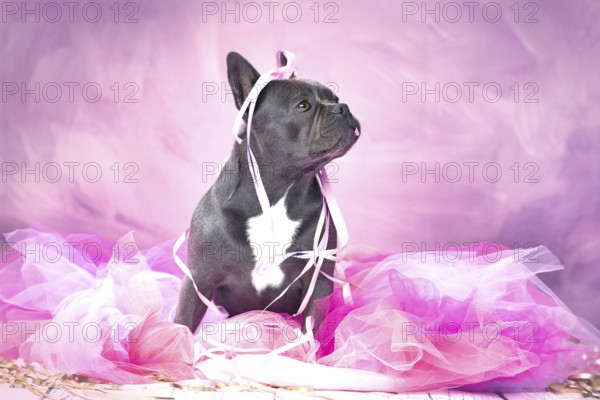 Black French Bulldog dog in pink tutu skirt with party streamers