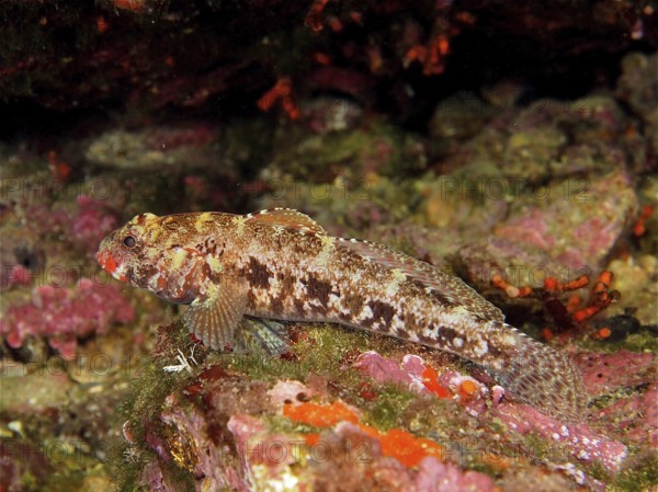 Redmouth goby (Gobius cruentatus), dive site Cap de Creus Marine Protected Area, Rosas, Costa Brava, Spain, Mediterranean Sea, Europe