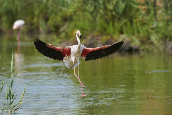 Greater Flamingo (Phoenicopterus roseus), landing in the water, Parc Naturel Regional de Camargue, France, Europe
