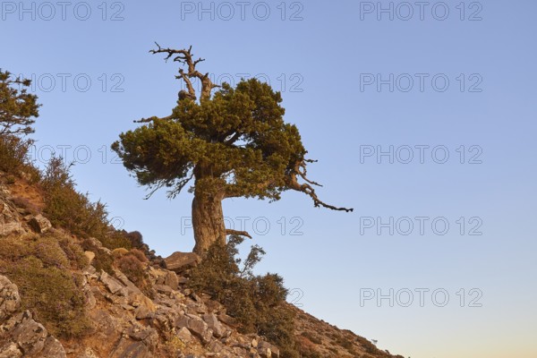 Gingilos, Hiking on the Gingilos, Morning light, Cloudless blue sky, Samaria Gorge, Omalos, Lefka Ori, White Mountains, West Crete, Island of Crete, Greece, Europe