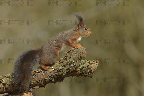 Eurasian red squirrel (Sciurus vulgaris), jumping from a branch, wildlife, Wilden, North Rhine-Westphalia, Germany, Europe