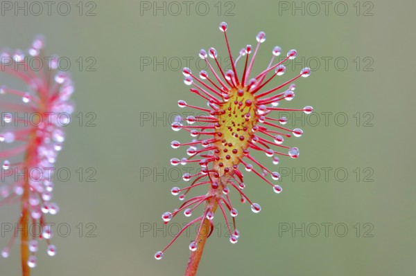 Oblong-leaved sundew (Drosera intermedia), close-up, Aschendorfer Obermoor nature reserve, Wildes Moor, Emsland, Lower Saxony, Germany, Europe