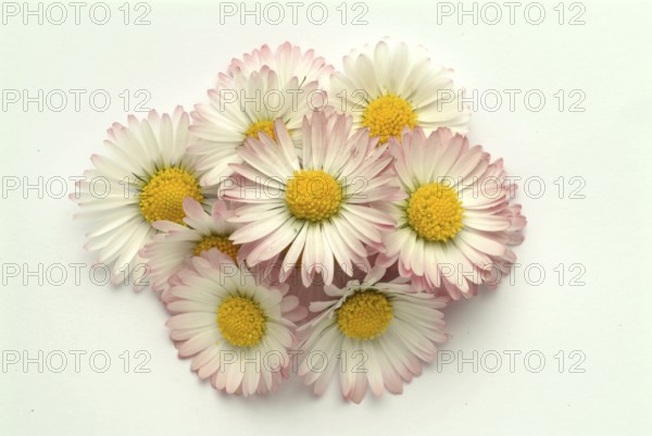 Common daisy (Bellis perennis), medicinal plant, naturopathy classifies the daisy among other things as stimulating the metabolism, expectorant and anti-inflammatory, used e.g. for respiratory and skin diseases as well as injuries. The daisy was named medicinal plant of the year 2017