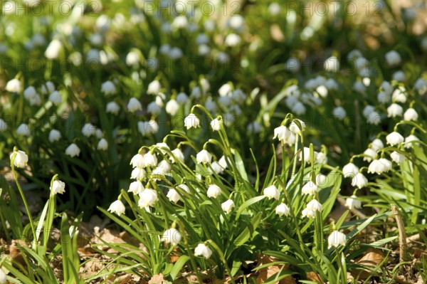 Marchflower blossoms in the Polenzta. The March snowflakes (Leucojum vernum) are in full bloom on the meadows in the Polenztal valley in Saxon Switzerland. The largest wild flowers in Saxony have been protected since 1925. The valley is a popular excursion destination in spring. photo subject to a fee, contact 01772156417