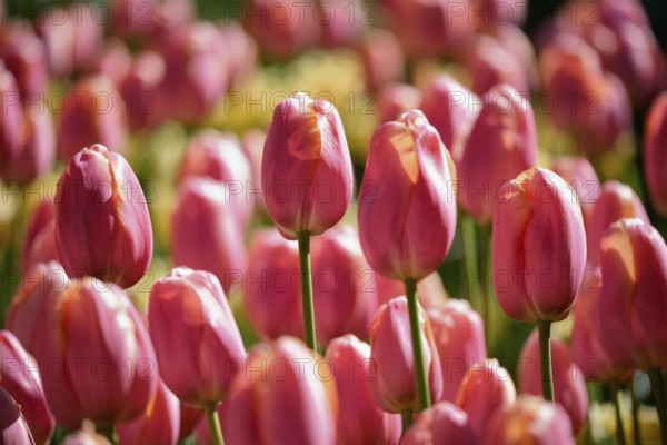 Blooming pink tulips flowerbed in Keukenhof flower garden, also known as the Garden of Europe, one of the world largest flower gardens and popular tourist attraction. Lisse, the Netherlands