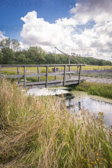 Small bridge over stream in the green, The Hague, Netherlands