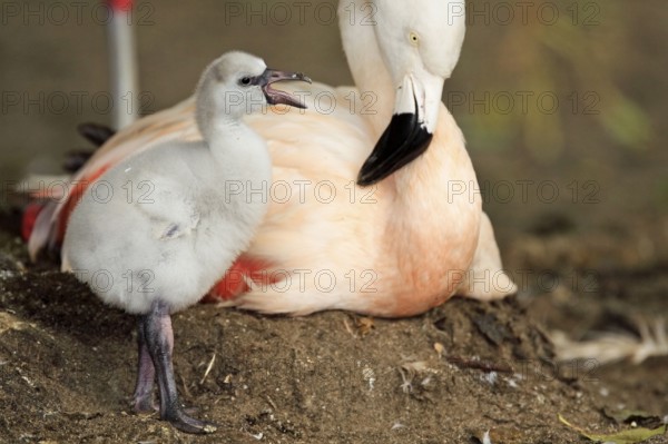 Chilean flamingo (Phoenicopterus chilensis) with chicks