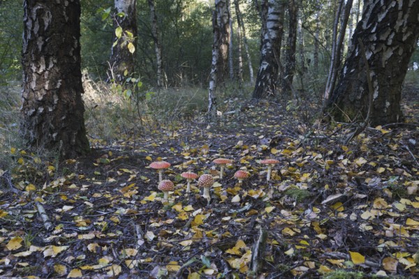 Fly agarics (Amanita muscaria), Emsland, Lower Saxony, Germany, Europe