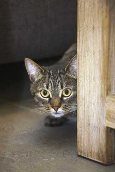 Shy but curious domestic tabby cat peeking from behind furniture in living room in house