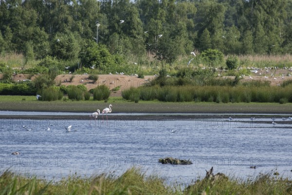 Flamingos in the Zwillbrocker Venn, nature reserve, Zwillbrock, Vreden, North Rhine-Westphalia, Germany, Europe