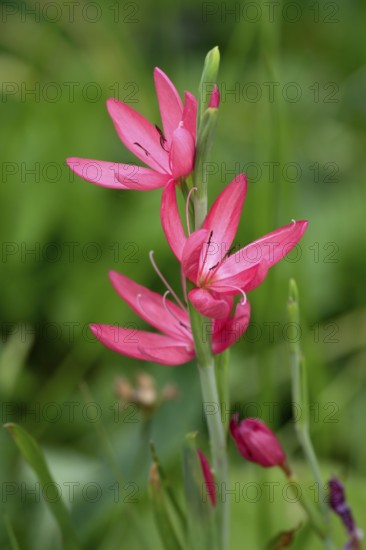 Kaffir Lily (Schizostylis coccinea), Crimson Flag