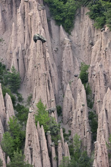 The earth pyramids, fairy chimneys of Longomoso, Lengmoos, Monti di Mezzo on the Renon plateau, Ritten plateau, South Tyrol, Dolomites, Italy, Europe