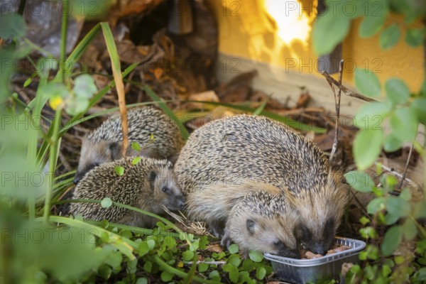 Hedgehog mother with young in the living environment of humans. A near-natural garden is a good habitat for hedgehogs, young hedgehogs can also be fed to give them a better chance of survival for hibernation, Bannewitz, Saxony, Germany, Europe