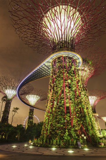 SINGAPORE, DECEMBER 31, 2013: Night view of Supertree Grove at Gardens by the Bay. Futuristic park spans 101 hectares is to become Singapore premier urban outdoor recreation space and national icon