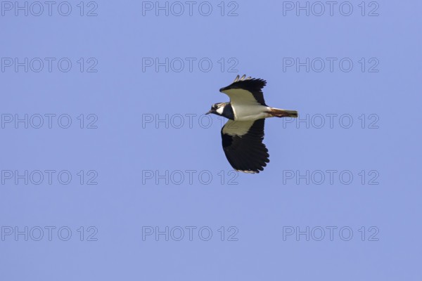 Northern lapwing (Vanellus vanellus) in flight against blue sky