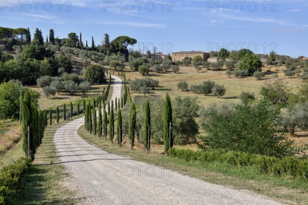 Cypress avenue near Palazzo Massaini, near Pienza, Val d'Orcia, Orcia Valley, Tuscany, Italy, Europe