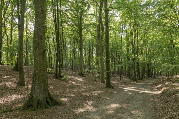 Forest near Sellin, Rügen Island, Mecklenburg-Western Pomerania, Germany, Europe