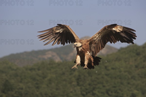 Griffon vulture (Gyps fulvus), approaching with wings spread, Action, Picos de Europa, Spain, Europe