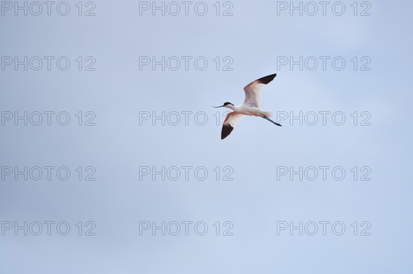 Pied avocet (Recurvirostra avosetta) flying in the sky, Camargue, France, Europe