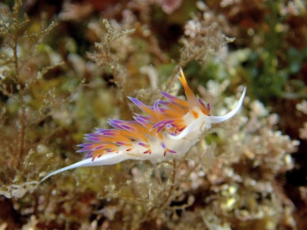 Wandering thread snail (Cratena peregrina) in the Mediterranean Sea near Hyères. Dive site Giens Peninsula, Côte dAzur, France, Europe