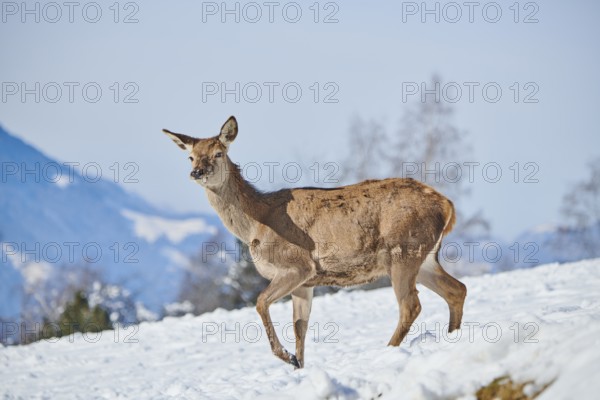 Red deer (Cervus elaphus) hind on a snowy meadow in the mountains in tirol, Kitzbühel, Wildpark Aurach, Austria, Europe