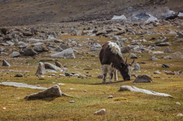 Yak calf grazing in Himalayas. Ladakh, India, Asia