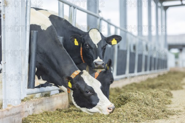 Federal Minister of Food and Agriculture, Cem Özdemir, visits Großdrebnitzer Agrarbetriebsges. mbH together with Saxony's Minister of Agriculture, Wolfram Günther
